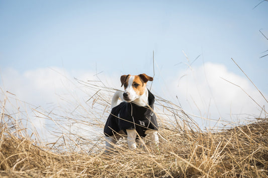 How to choose the right dog coat