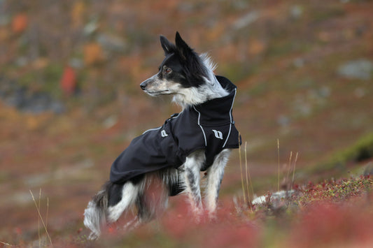 Prevent water tail - with dog coats from Back on Track