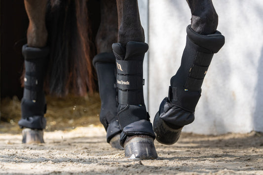 Horse's legs - protect and prevent injuries