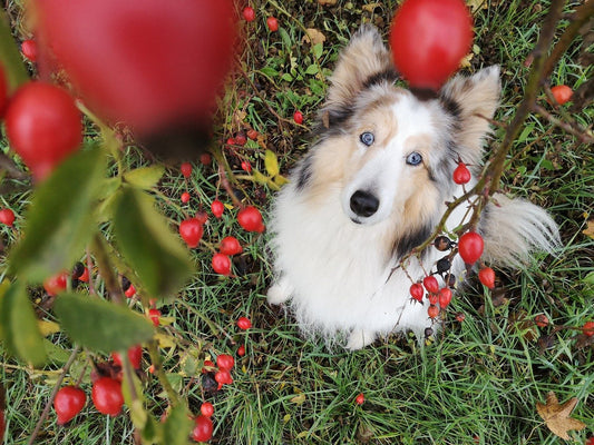 Rosehips for Dogs? - Absolutely!