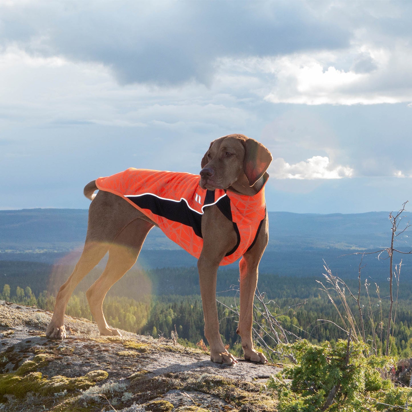 "Eddie" Hundtröja med relfex